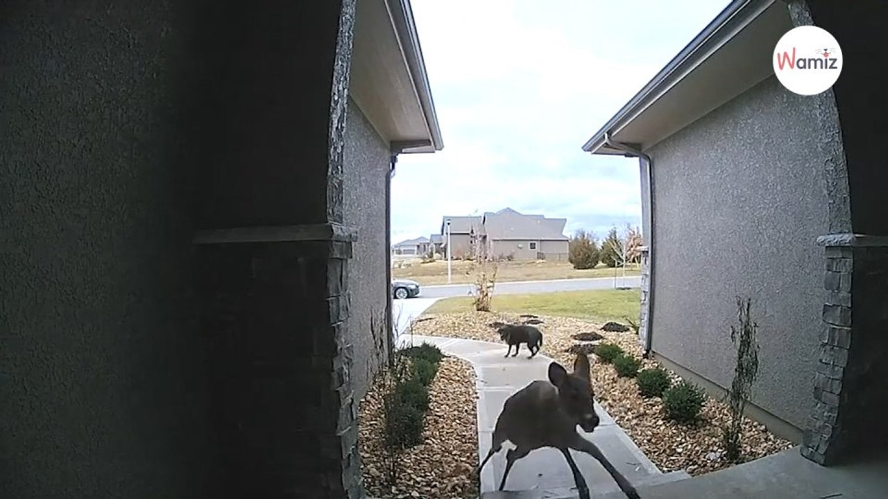 Mann beobachtet Labrador am Hauseingang Plötzlich trifft ihn der Schlag720