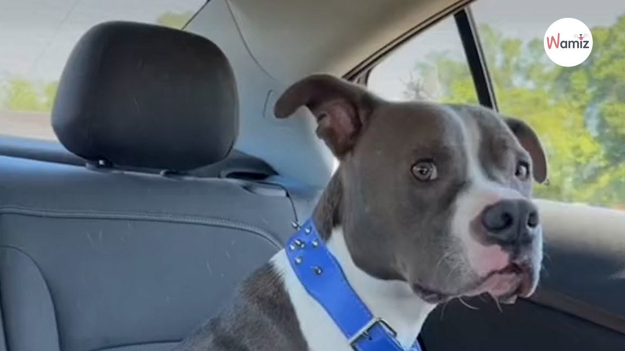 Après deux ans de recherches, elle retrouve son chien perdu : la vidéo des retrouvailles est un concentré de joie !