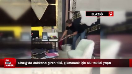 Elazığ'da dükkana giren tilki, çıkmamak için ölü taklidi yaptı