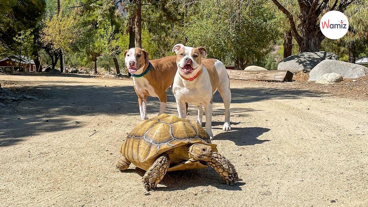 Pitbull sieht Schildkröte und sorgt für eine faustdicke Überraschung (Video)