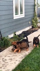 Puppies Play With Friendly Raccoon