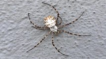 Loblu örümcek Türkiye'de görüldü