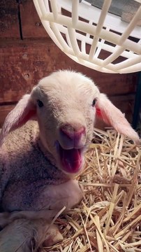 Goat Baby Sound | Animals Funny Moments | Satisfying Sound | Cute Pets | Animals Satisfying Videos #animal #satisfyingvideos