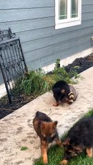 Puppies Play With Friendly Raccoon
