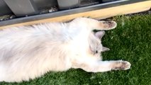 Cat mom finds her super-plushy ragdoll napping like there's no tomorrow