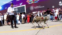 Robot köpek Keçi Mehmetçik'in yol arkadaşı oluyor