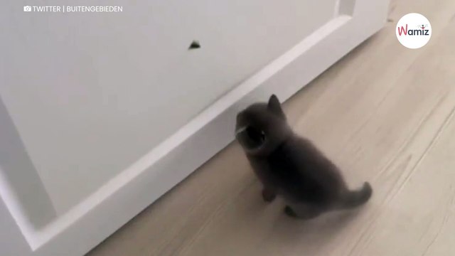 Ten mały kociak, który próbuje upolować muchę rozbawił 4,4 mln internautów (video)
