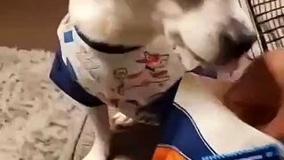 This is cheating funny dog reaction