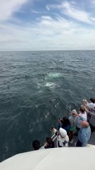 Massive Group of Whales Feeding Off the Coast of Cape Cod