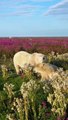 Polar Bears Stroll Through Fields of Wildflowers