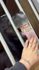 Silly Horse Lets Tongue Hang Out