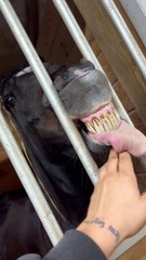 Silly Horse Lets Tongue Hang Out