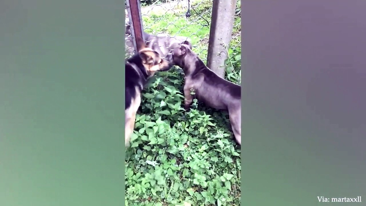 animal funny video 64