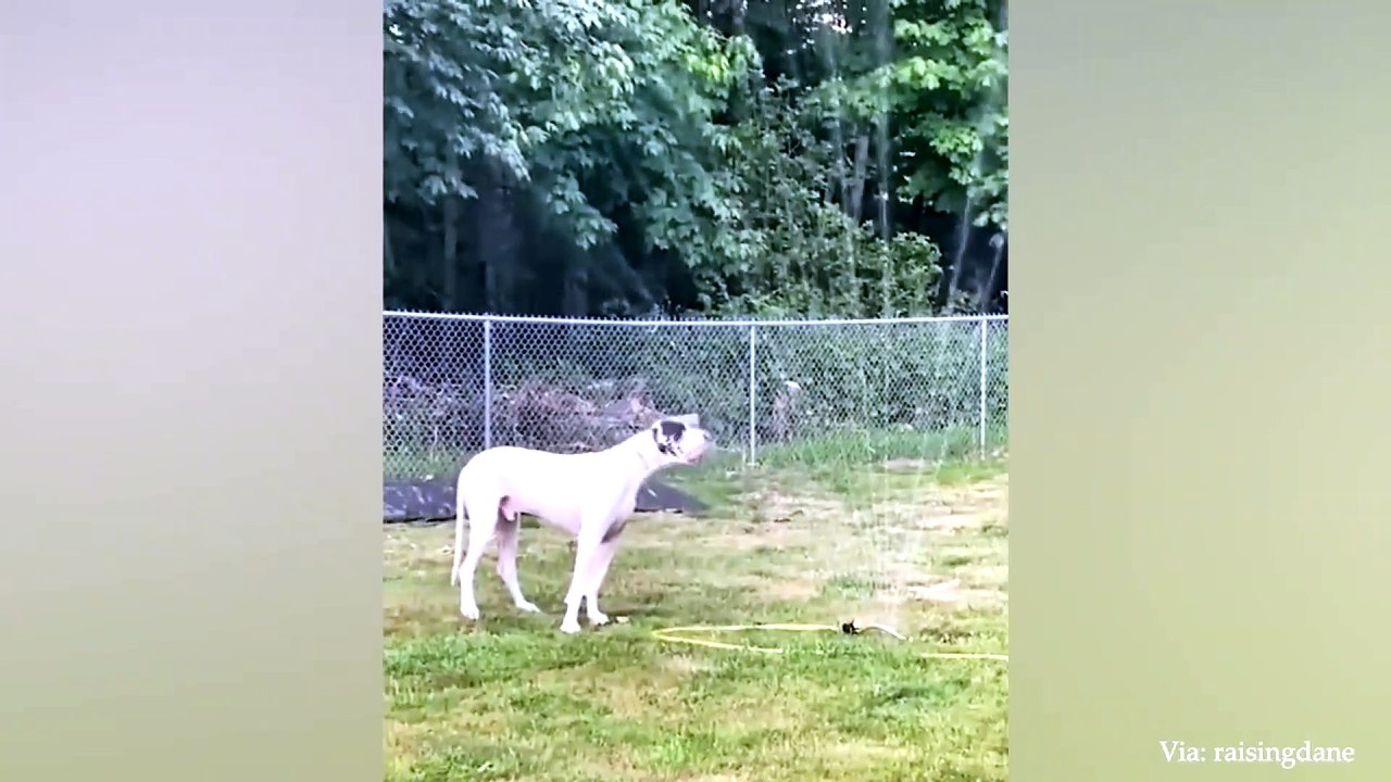 animal funny video 67