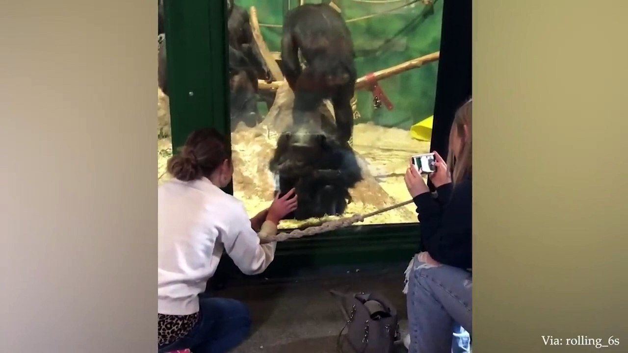 animal funny video 68
