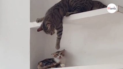 Kot zaczepia małego kociaka, ale los się na nim mści (video)