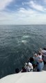 Massive Group of Whales Feeding Off the Coast of Cape Cod