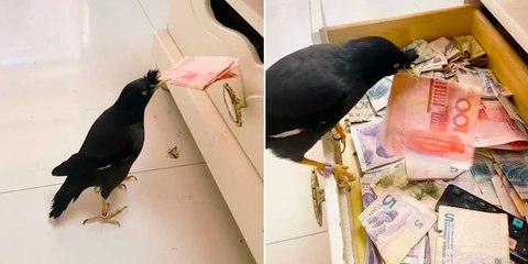 Video näyttää kleptomaanisen linnun, joka kerää omaisuutta