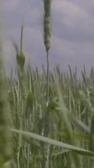 Rennes : un boulanger se bat pour son employé en attente de régularisation