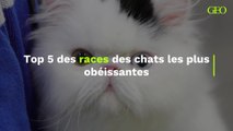 Top 5 des races des chats les plus obéissantes