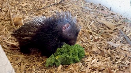 Heartwarming Scene of Newborn Baby Porcupette Playing With Its Mother