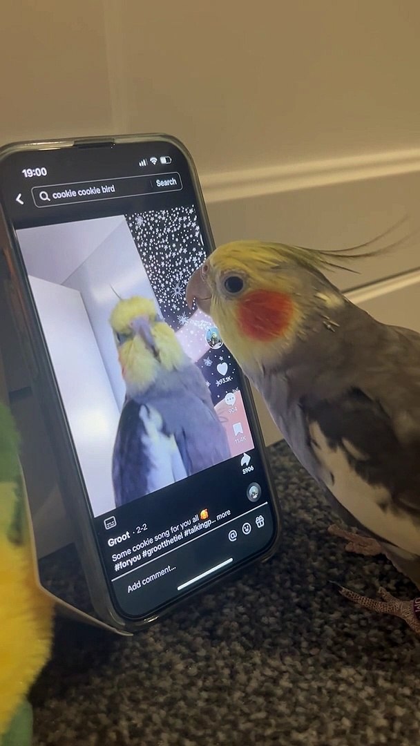 ⁣Cockatiel Meets Itself in TikTok Video