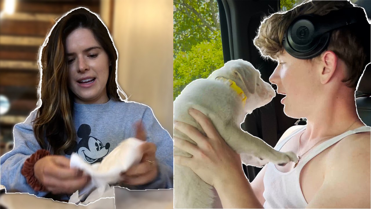 "Surprise Delights: A Compilation of Heartwarming Moments with Puppies, Reunions, and Baby News ❤️