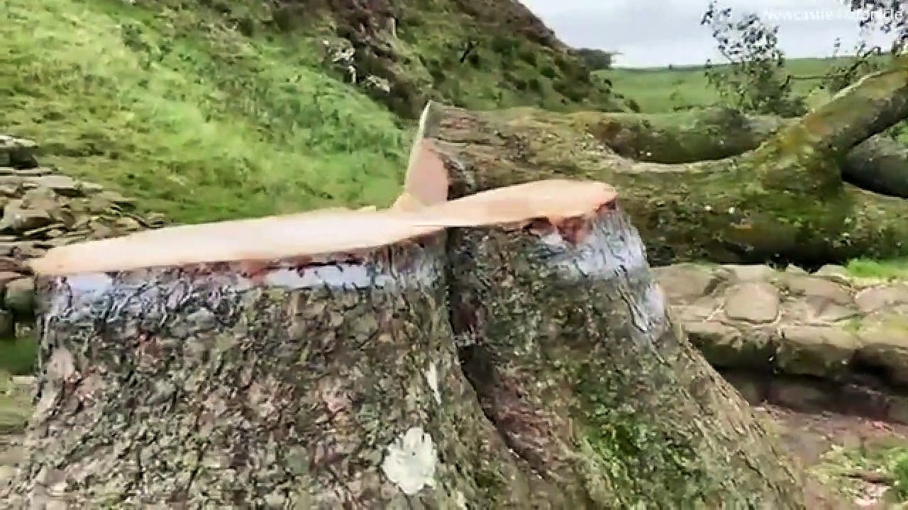 Dünyanın en ünlü 30 yıllık ağacı olan Çınar Gap Ağacı kimliği belirsiz kişilerde kesildi