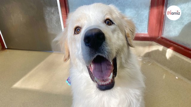 After 14 failed adoptions, this dog finally receives the sweetest gift