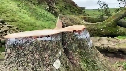 Le Plane Gap Tree, l'arbre âgé de 30 ans le plus célèbre au monde, a été abattu par des personnes non identifiées