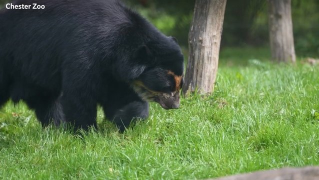 Rare Andean bear that could ‘help save species’ arrives at Chester Zoo