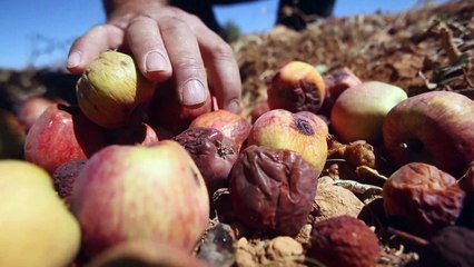 التغيّر المناخي والنزاع أنهكا مربّي النحل في سوريا