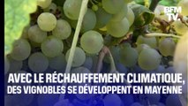 TANGUY DE BFM - Avec le réchauffement climatique, des agriculteurs cultivent des vignes… en Mayenne