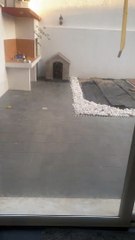 Bull Terrier fait une sieste dans un tuyau emmêlé