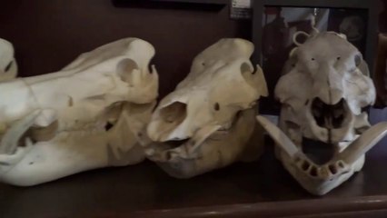 Dysfunctional Grace Oddity Shop