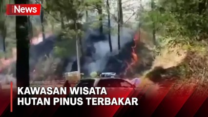 Kebakaran Melanda Hutan Pinus di Malino, Gowa – Warga dan Petugas Siaga 🚒