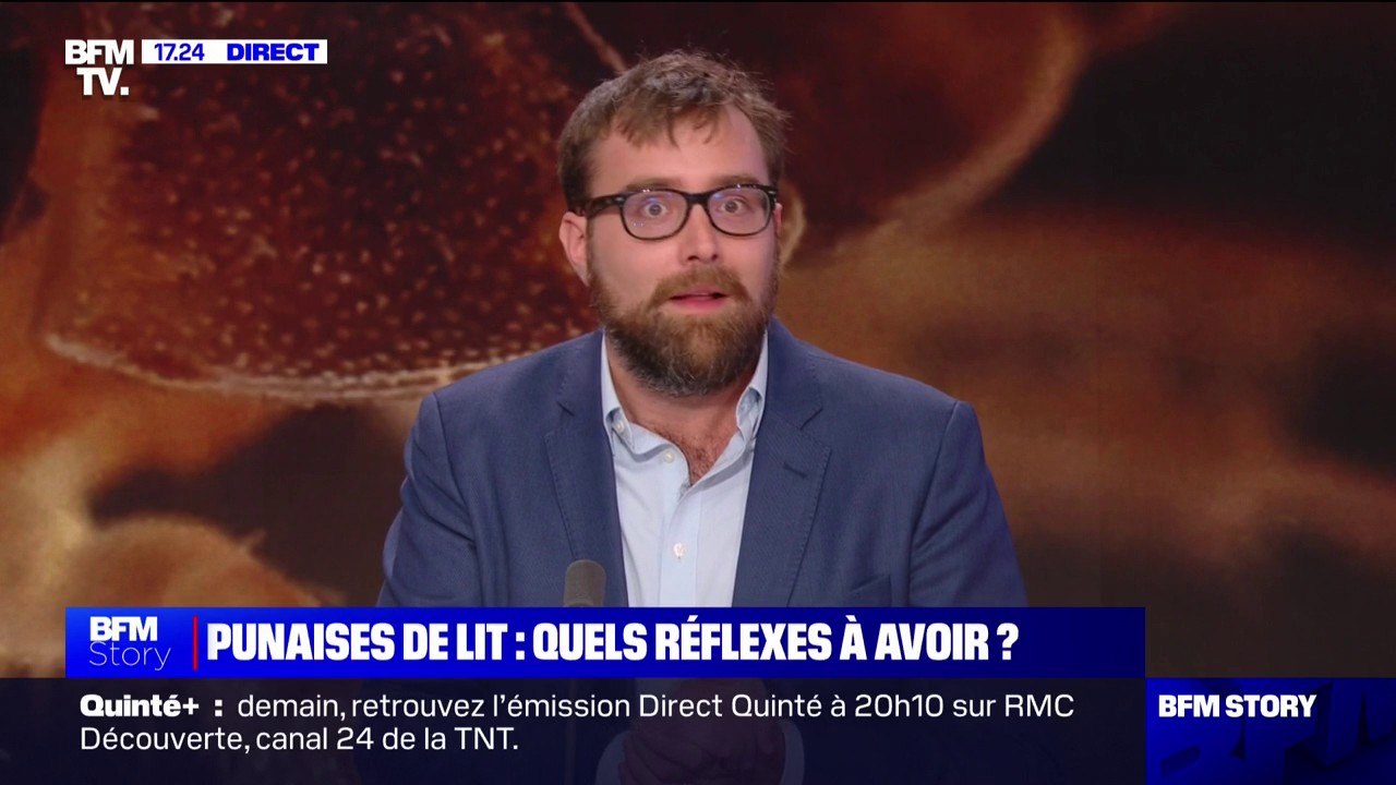 Punaises de lit: "Dans le cas où on fait intervenir un professionnel rapidement , on s'en débarrasse dans la moitié des cas en moins d'un mois", indique Nicolas Roux de Bézieux (fondateur d'une entreprise de détection)