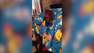 Purrs and whiskers l Funny Cat Videos 3 