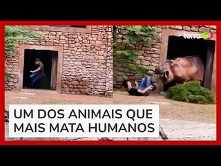 Hipopótamo em fúria ataca cuidador em zoológico na China