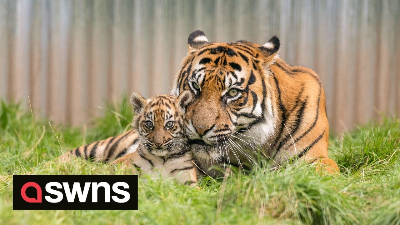 San Diego Zoo Safari Park: Two Sumatran tiger cubs born