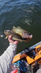 Bass Stuck In A Bass' Mouth