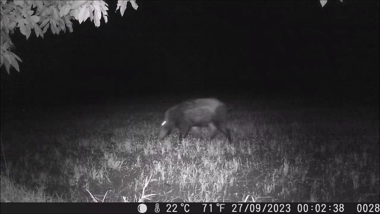 Sanglier filmé de nuit