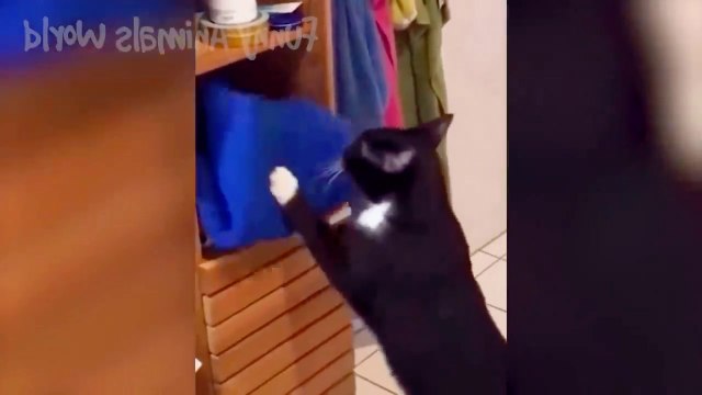 New Funny Cats And Dogs Video 2023, Cute Dogs And Cats Video, Cutest Funny Cats And Dogs Video, New Funny Animals Video, Happy Cats And Dogs Video, Happy Animals Video,