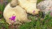 Les ours polaires se promènent dans les champs de fleurs sauvages