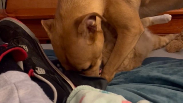 Cat and dog who share a home playfully fight with each other *Adorable Pet Moment*