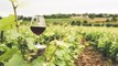 Reviven costumbres ancestrales para garantizar producción de vino en Chile