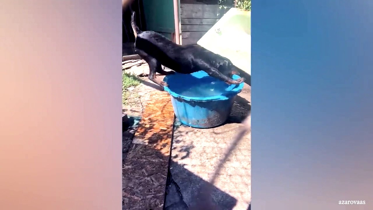 animal funny video 51