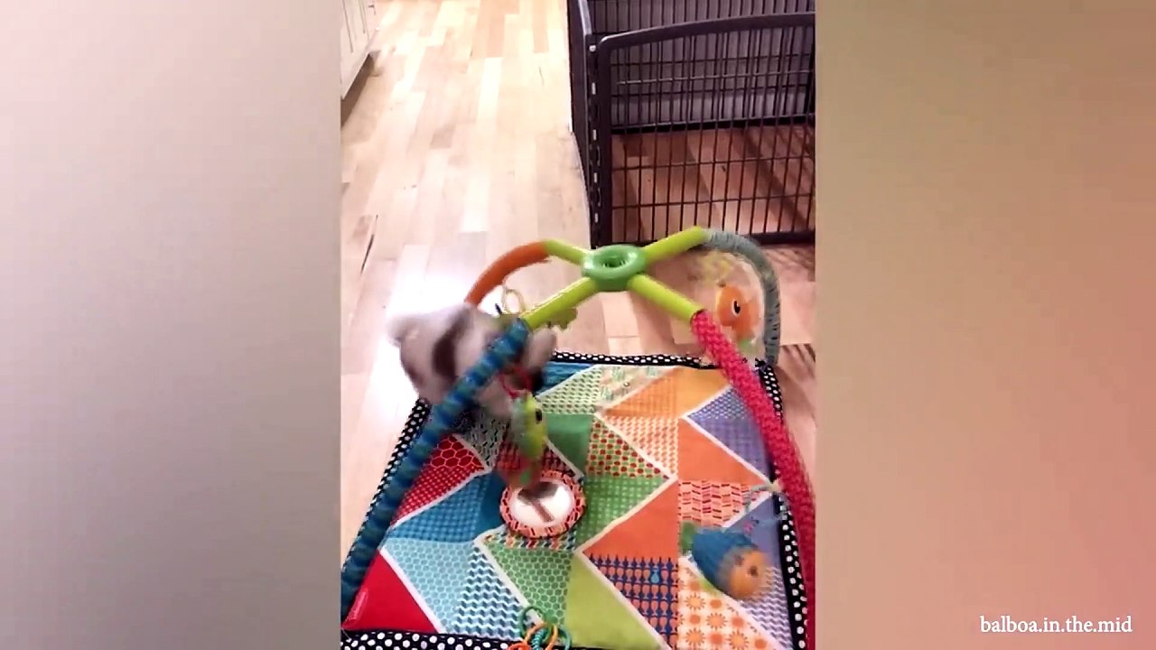 animal funny video 53