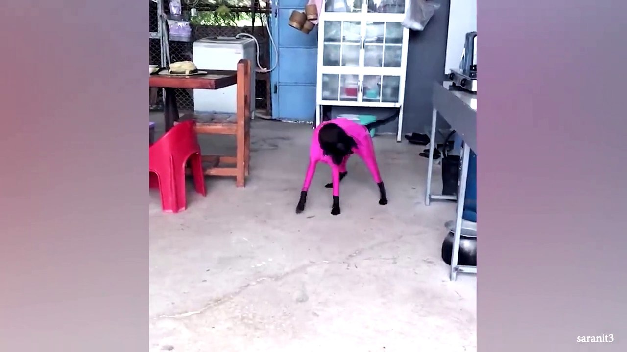 animal funny video 52