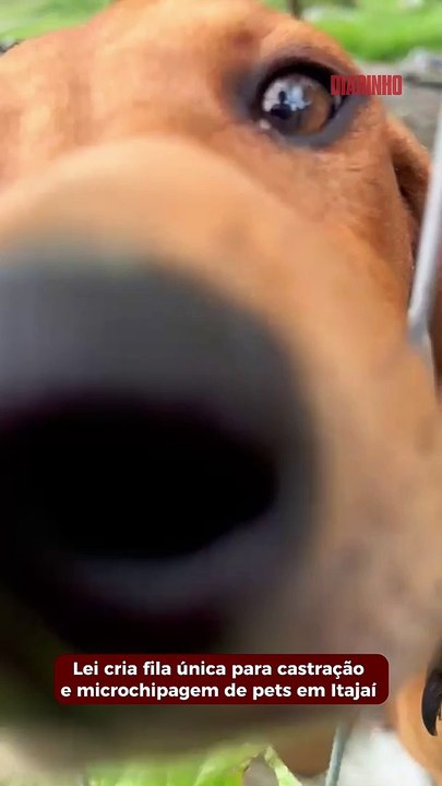 Nova lei cria fila única para castração e microchipagem de pets em Itajaí